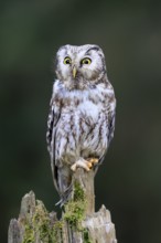 Roughfoot owl (Aegolius funereus), groufoot owl, adult, perch, alert, in winter, Bohemian Forest,