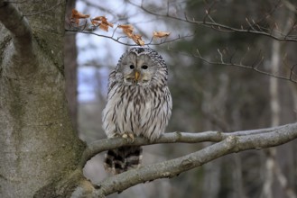 Hawk owl (Strix uralensis), adult, in winter, on tree, Bohemian Forest, Czech Republic, Europe,