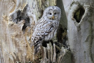 Hawk owl (Strix uralensis), adult, in winter, on tree trunk, Bohemian Forest, Czech Republic,