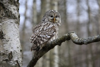 Hawk owl (Strix uralensis), adult, in winter, on tree, calling, Bohemian Forest, Czech Republic,