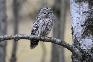 Hawk owl (Strix uralensis), adult, in winter, on branch, alert, Bohemian Forest, Czech Republic,
