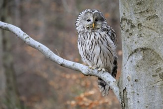Hawk owl (Strix uralensis), adult, in winter, on tree, on tree trunk, Bohemian Forest, Czech