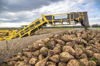 Loading sugar beets in the palatine***A loading mouse loads sugar beets ready for collection onto a