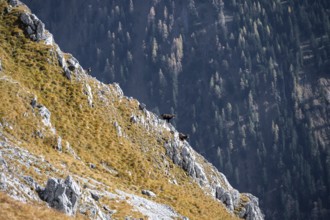 Two chamois on a steep rock with forests in the background, eastern Karwendel, Tyrol, Austria