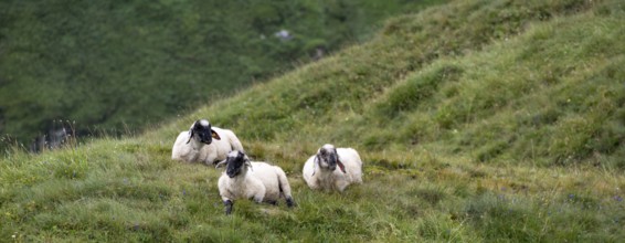 Three sheep with black heads in the meadow, Hohe Tauern National Park, Carinthia, Austria