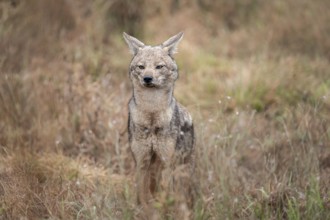 Side-striped jackal (Canis adustus), Kruger Nationalpark, South Africa