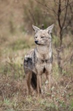 Side-striped jackal (Canis adustus), Kruger Nationalpark, South Africa