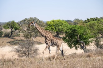 Cape giraffe (Giraffa giraffa giraffa), African savanna, Kruger National Park, South Africa