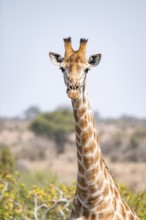 Cape giraffe (Giraffa giraffa giraffa), African savanna, Kruger National Park, South Africa