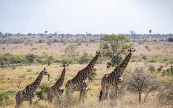 Four cape giraffes (Giraffa giraffa giraffa) standing in a row, African savanna, Kruger National