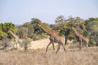 Three cape giraffes (Giraffa giraffa giraffa), African savanna, Kruger National Park, South Africa