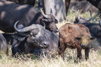 Kaffir buffalo (Syncerus caffer caffer), herd with young animals, Kruger National Park, South