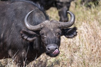 Kaffir buffalo (Syncerus caffer caffer), animal portrait, Kruger National Park, South Africa