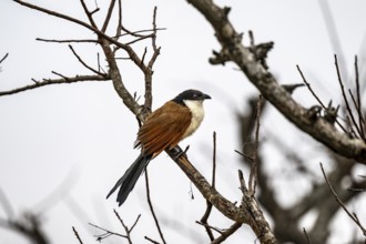 Spur cuckoo (Centropus senegalensis), Kruger National Park, South Africa