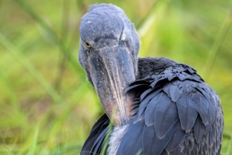 Shoebill (Balaeniceps rex) in the swamps of Mabamba, Lake Victoria, Uganda