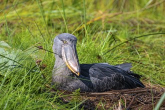 Young animal in nest, shoebeak (Balaeniceps rex) in the swamps of Mabamba, Lake Victoria, Uganda