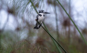 Grey fisherman (Ceryle rudis), calling, bird sitting on papyrus stalk, Mabamba swamp, Lake