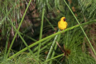 Reed weaver (Ploceus castanops), bird sitting on papyrus stalk, Mabamba swamp, Lake Victoria,