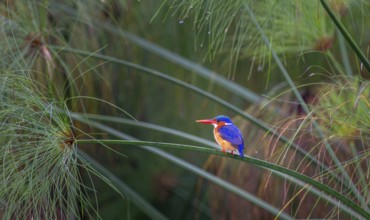 Crest dwarf (Corythornis cristatus), bird sitting on a reed leaf, Mabamba swamp, Lake Victoria,