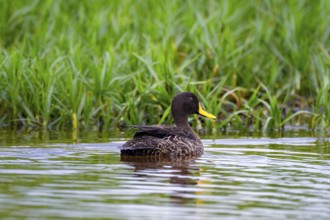 Yellow-billed duck (Anas undulata) swims in water, Mabamba swamp, Lake Victoria, Uganda