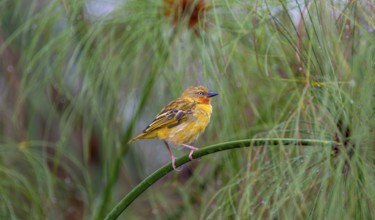 Reed weaver (Ploceus castanops), female, bird sitting on papyrus stalk, Mabamba swamp, Lake