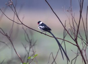Dominican widow (Vidua macroura) in brood dress, Uganda