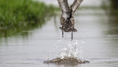 Yellow-billed duck (Anas undulata) taking off from water, Mabamba swamp, Lake Victoria, Uganda