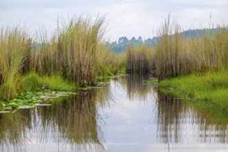 Mabamba swamp, Lake Victoria, Uganda