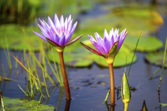 Water Lilies, Mabamba Swamp, Lake Victoria, Uganda