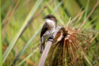 White-bellied Phoebetyrane (Sayornis phoebe), Mabamba Swamp, Lake Victoria, Uganda