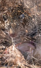 Leopard (Panthera pardus) feeding on a kill, adult, Kruger National Park, South Africa