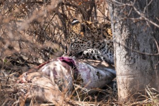 Leopard (Panthera pardus) feeding on a kill, adult, Kruger National Park, South Africa