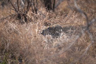 Leopard (Panthera pardus), female in dry grass, adult, Kruger National Park, South Africa