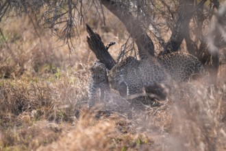 Leopard (Panthera pardus), mother cuddles with young, in dry grass, adult, Kruger National Park,
