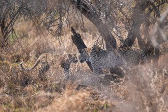 Leopard (Panthera pardus), mother and young, in dry grass, adult, Kruger National Park, South
