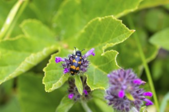 An orange-black oil beetle (Meloidae), Valais Alps, Switzerland
