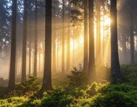 Sunlight streaming through a dense, misty forest, Fog covered forest in summer with mystic golden