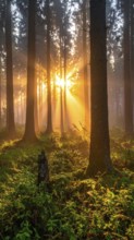 Sunlight streaming through a dense, misty forest, Fog covered forest in summer with mystic golden