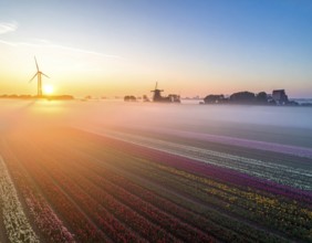 Fog covered landscape in sunrise with tulip fields and windmill in background, AI generated