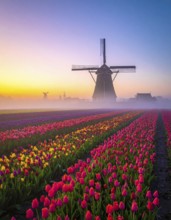 Fog covered landscape in sunrise with tulip fields and windmill in background, AI generated