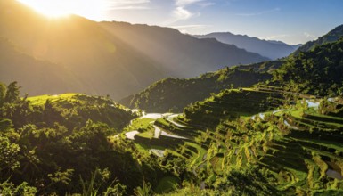 Early morning light bathes Philippines rice terraces cascading down mountain slopes, beautiful