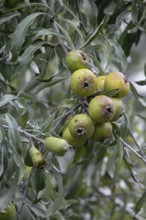 Willow leaf pear (Pyrus salicifolia) Rosaceae family, fruits, fruit stand, Münsterland, North