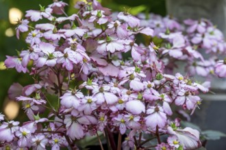 Herbststeinbrech, (Saxifraga cortusifolia var. fortunei), pink flowers, Münsterland, North