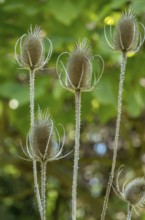 Wild card (Dipsacus fullonum), Samenstand, Münsterland, North Rhine-Westphalia, Germany