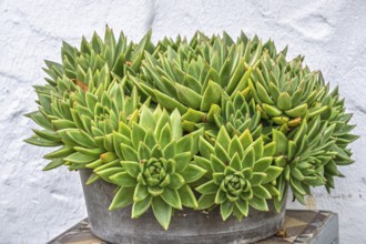 Echeveria agavoides, Münsterland, North Rhine-Westphalia, Germany