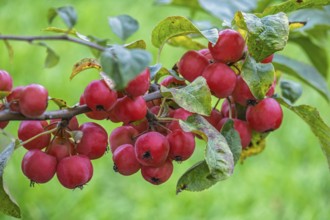 Ornamental apple tree (Malus spec.), with fruits, Münsterland, North Rhine-Westphalia, Germany