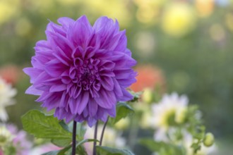 Dahlia (Dahlia), purple, Münsterland, North Rhine-Westphalia, Germany