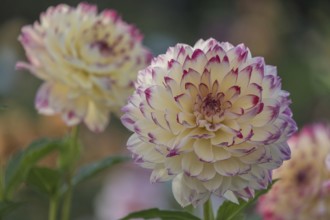 Dahlia (Dahlia), Münsterland, North Rhine-Westphalia, Germany