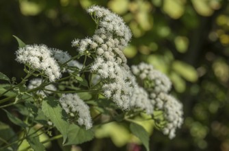 Runzel-leaved water dost (Ageratina altissima), Münsterland, North Rhine-Westphalia, Germany