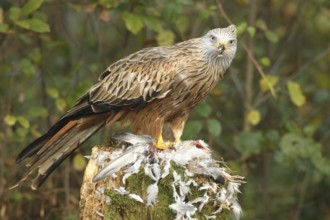 Red kite (Milvus milvus) secures a captured domestic pigeon (Columba livia domestica) Allgäu,